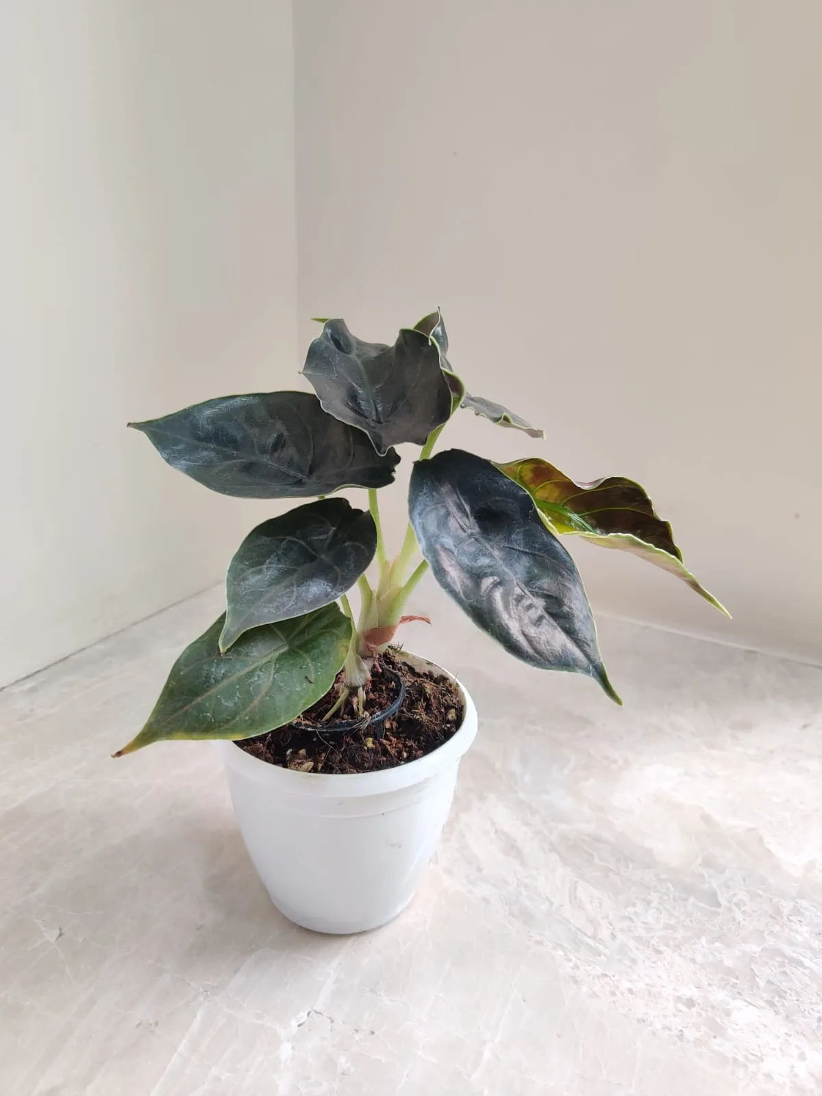 Alocasia Azlanii Plant