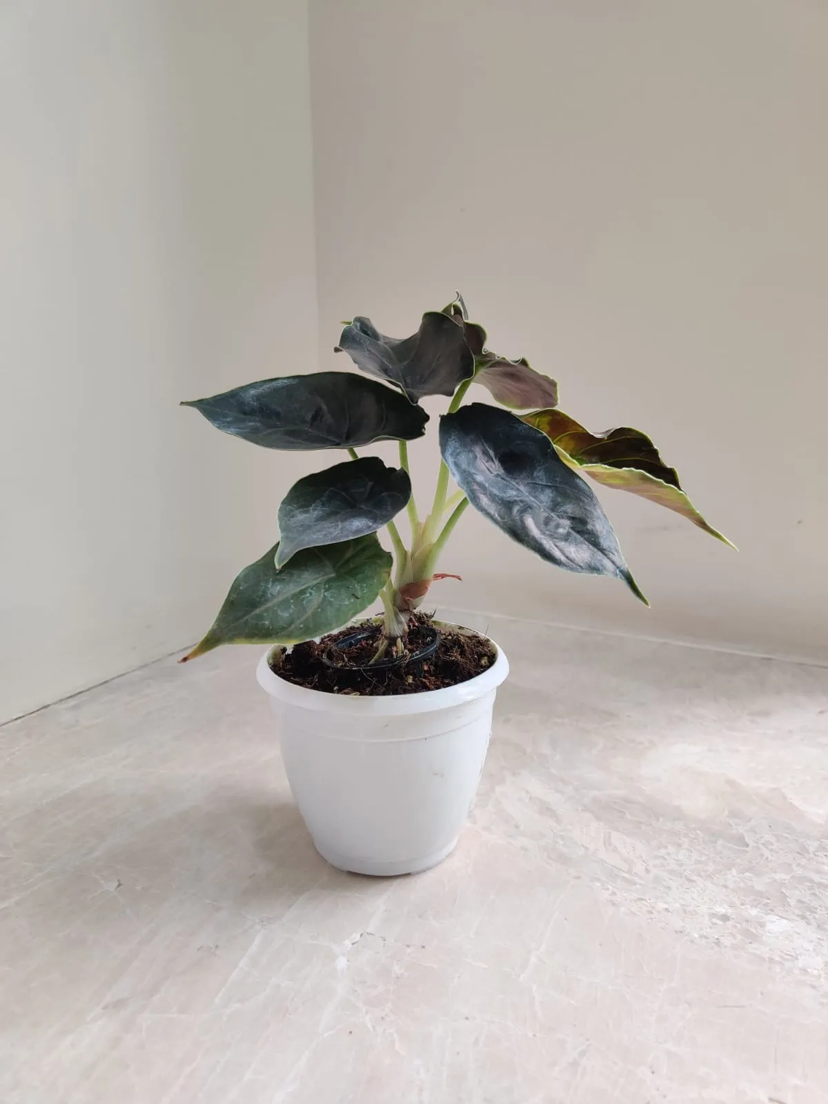 Alocasia Azlanii Plant