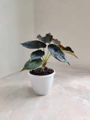 Alocasia Azlanii Plant