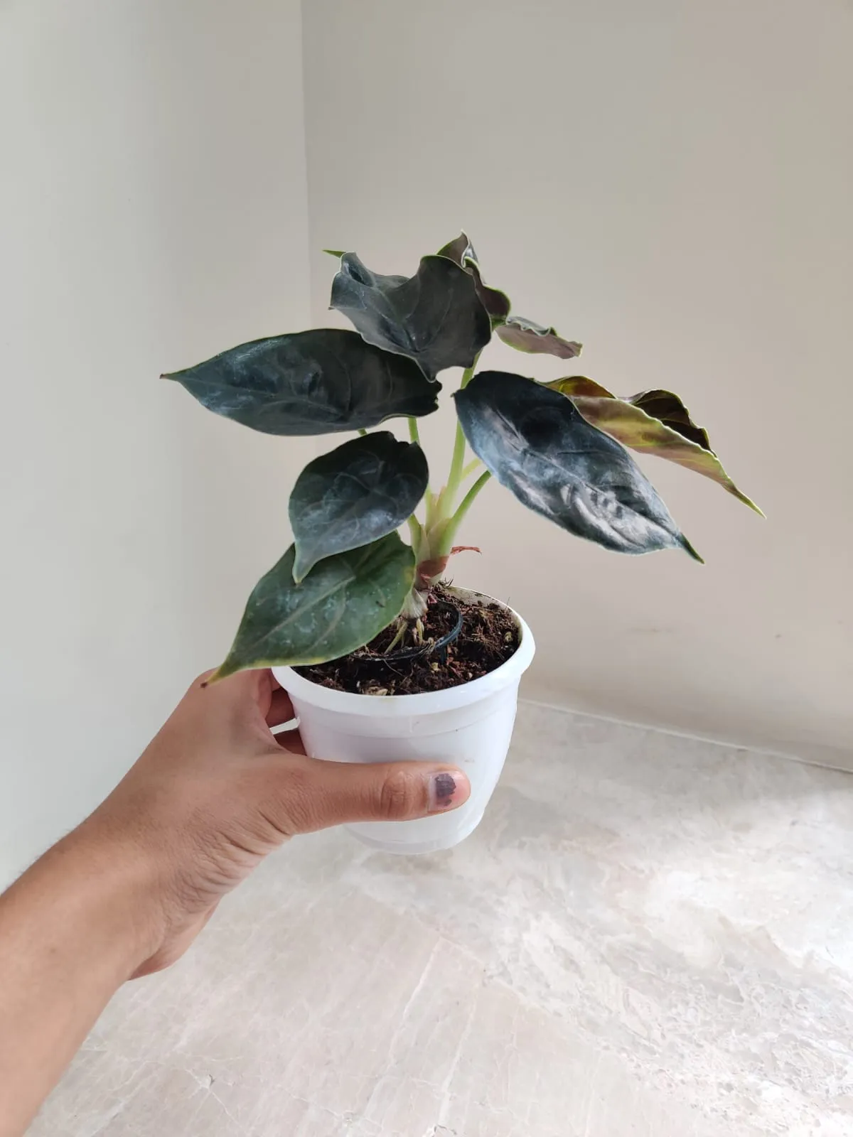 Alocasia Azlanii Plant