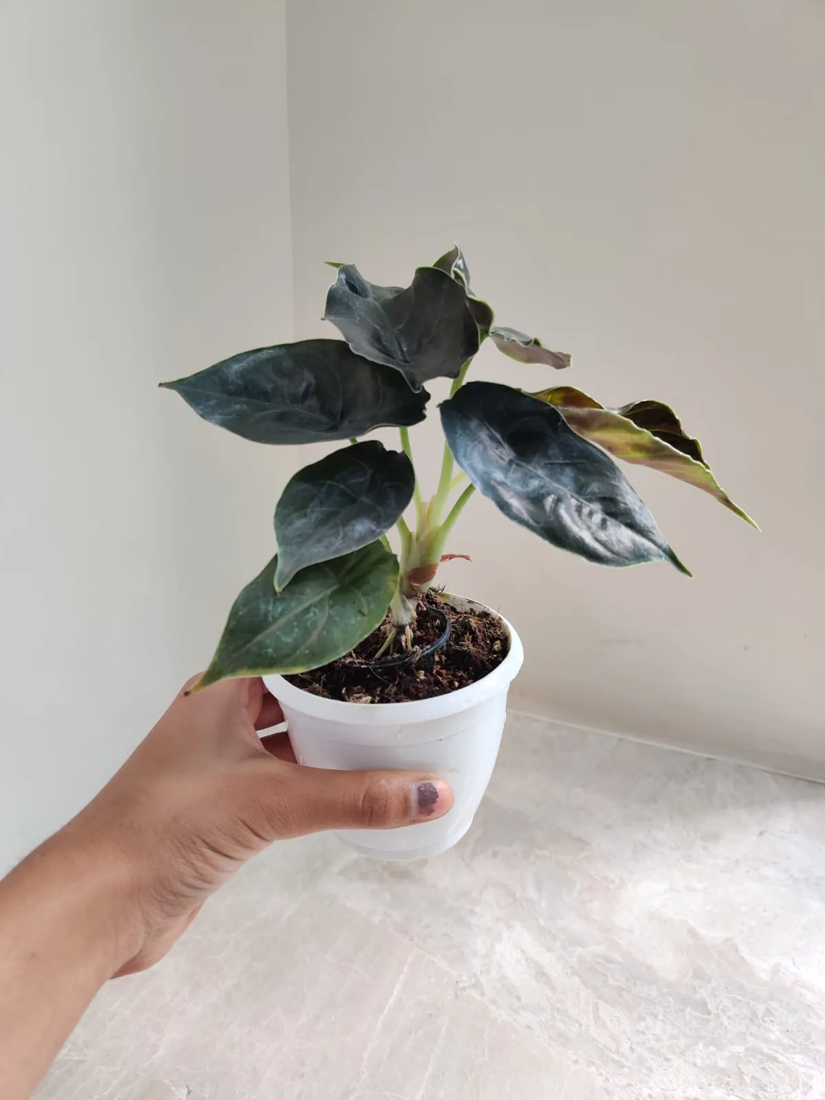 Alocasia Azlanii Plant