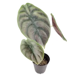 Alocasia Red Secret