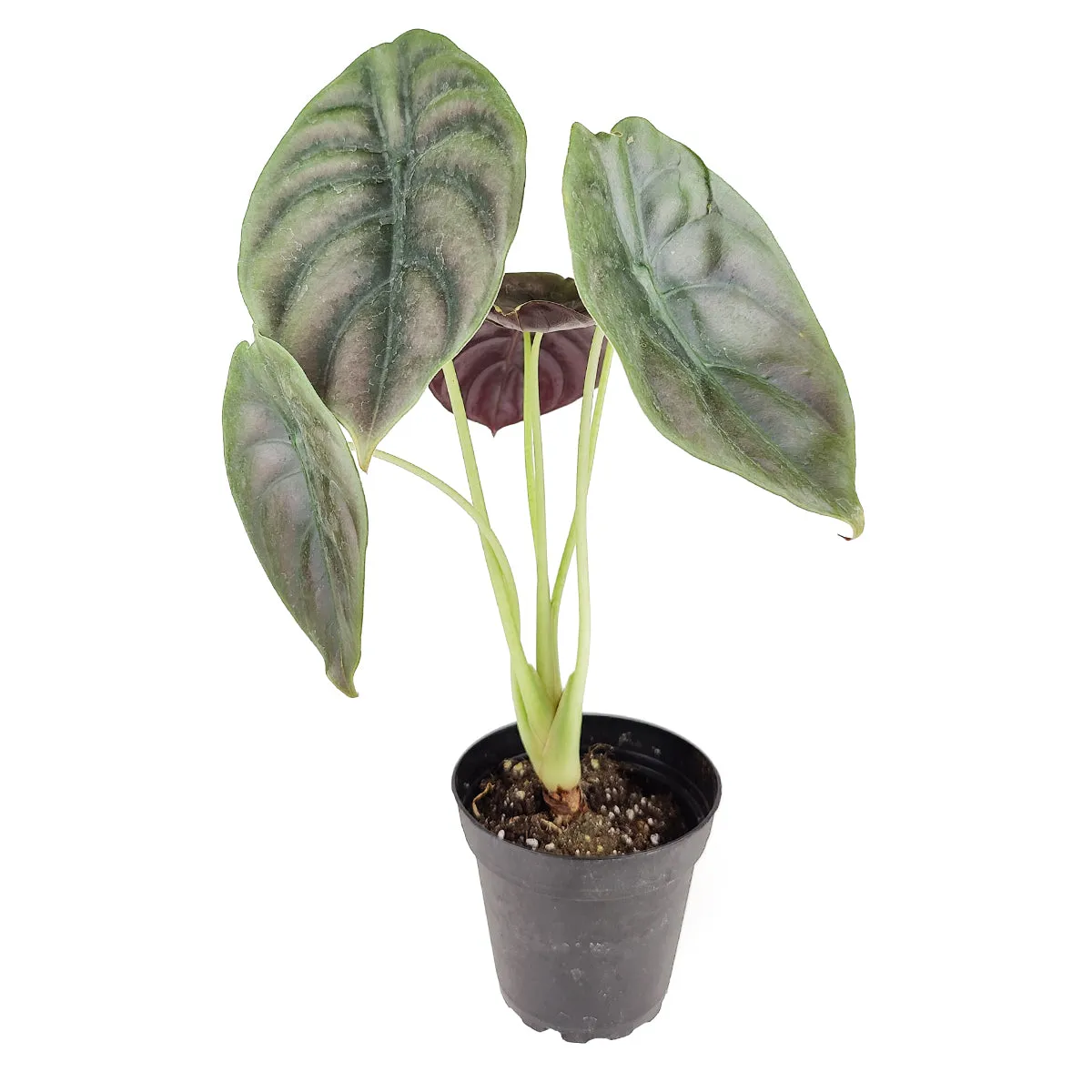 Alocasia Red Secret
