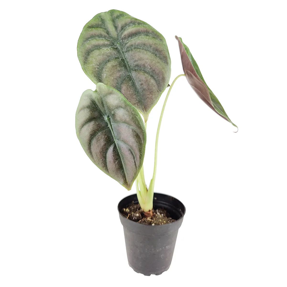 Alocasia Red Secret