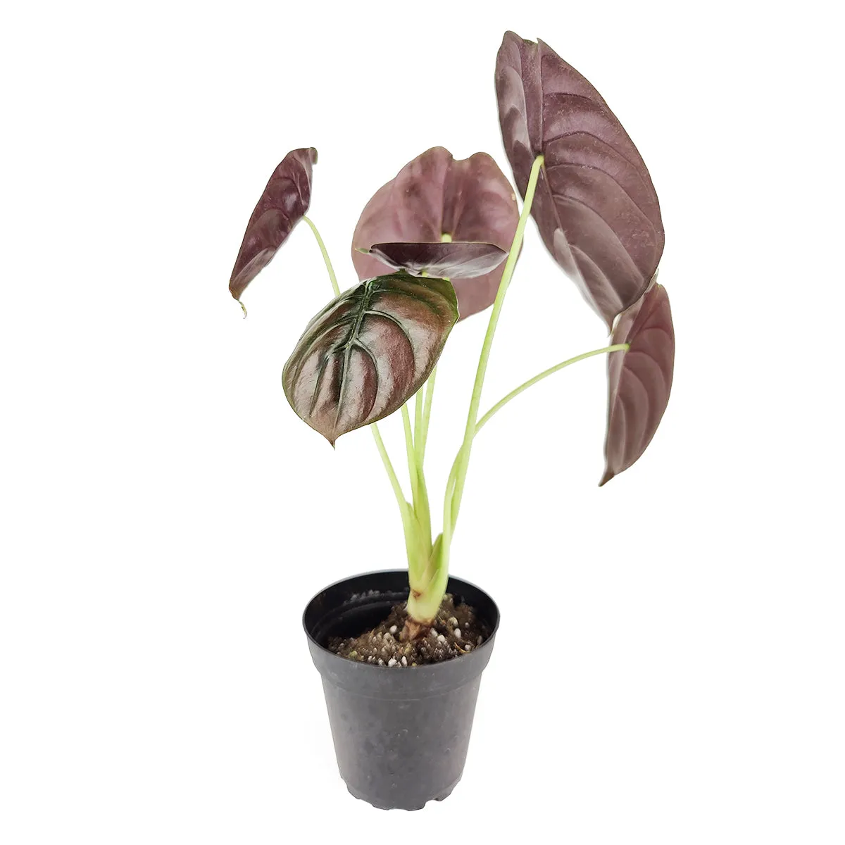 Alocasia Red Secret