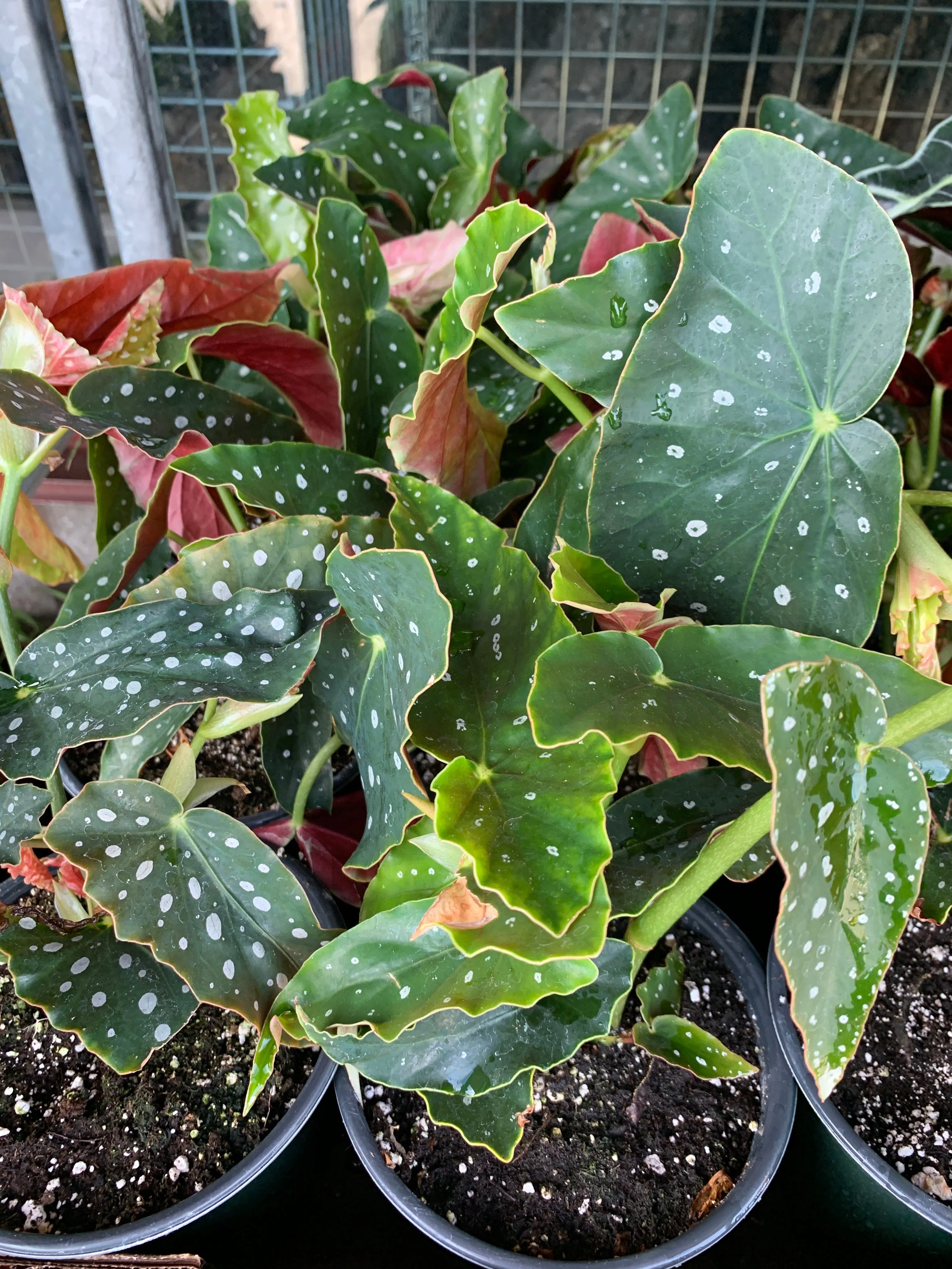 Begonia maculata