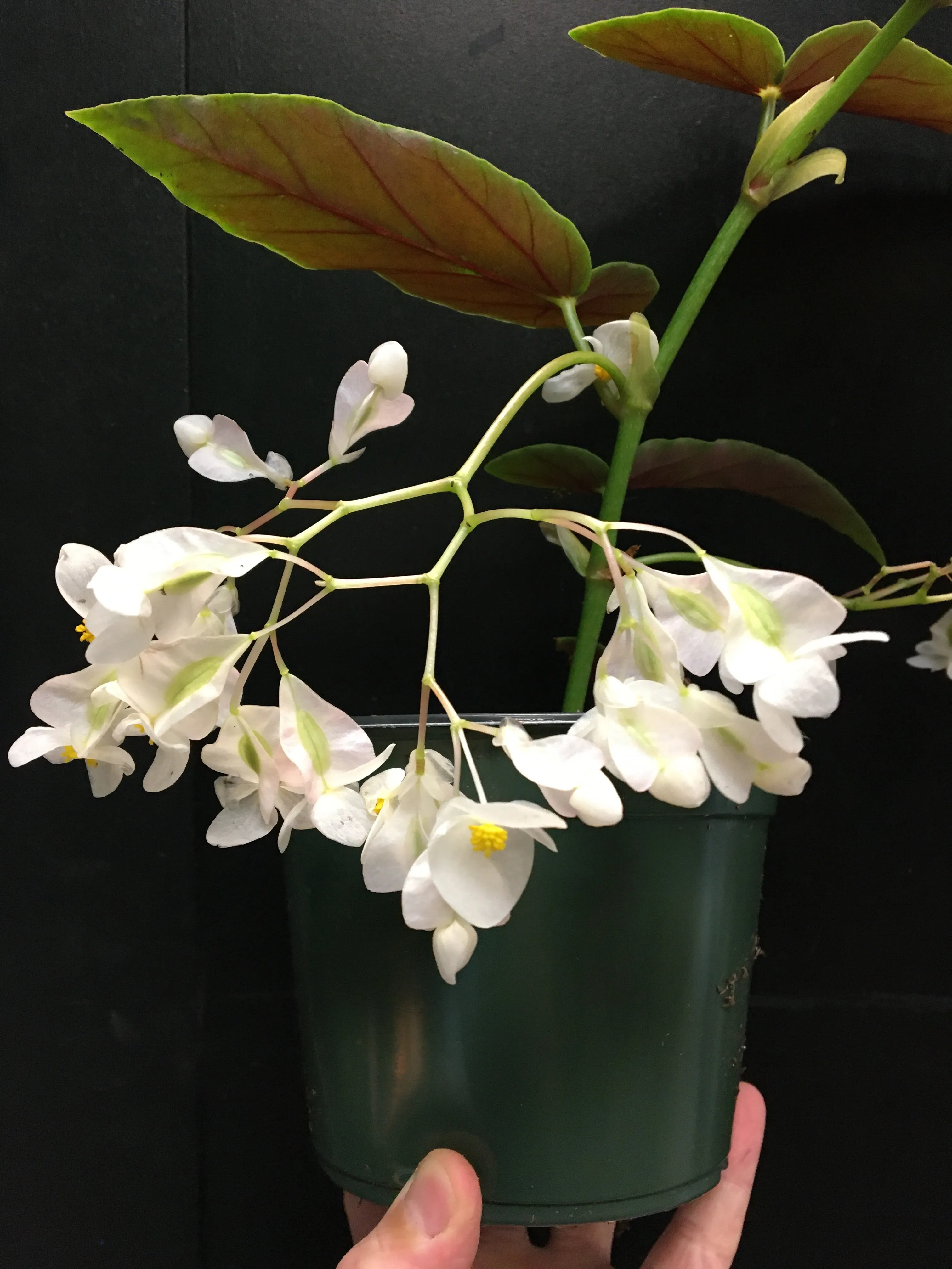 Begonia maculata