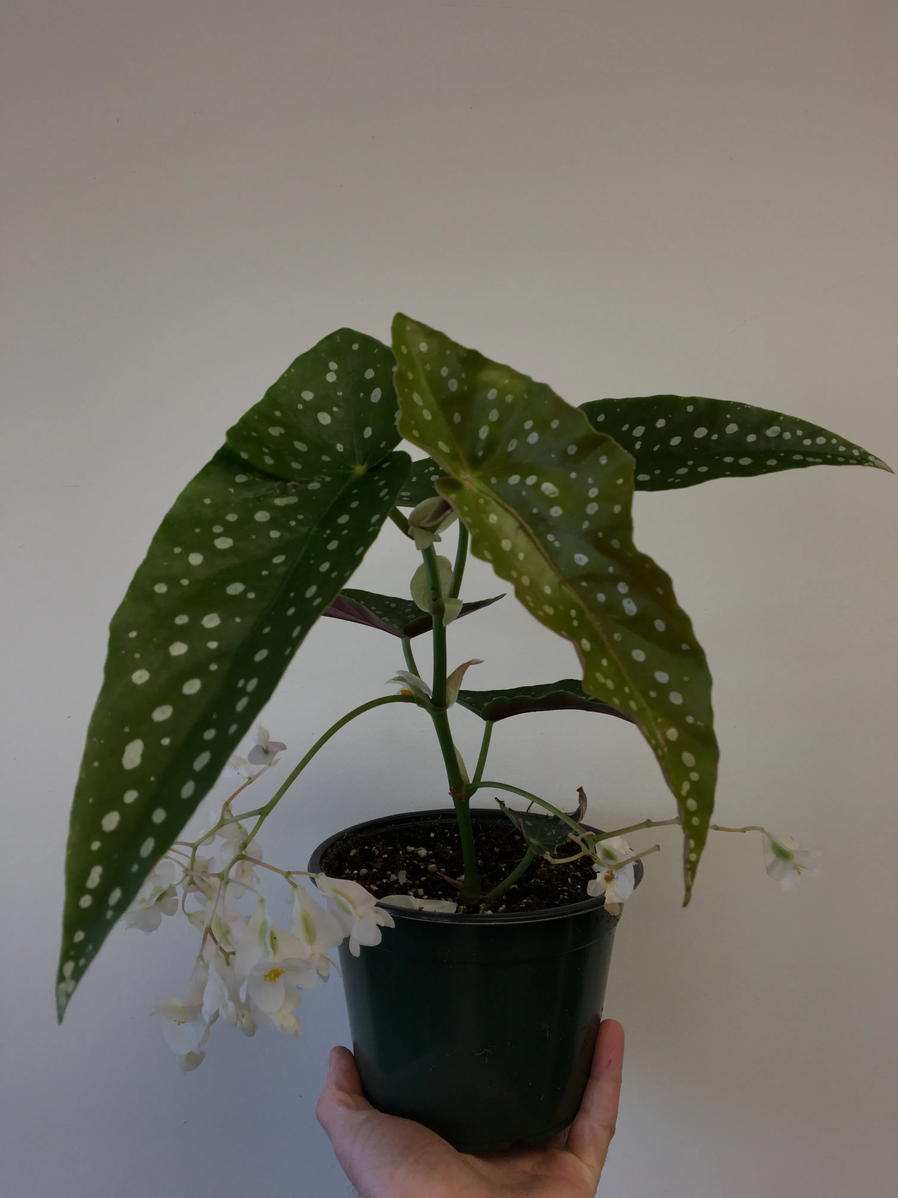 Begonia maculata