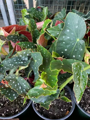 Begonia maculata