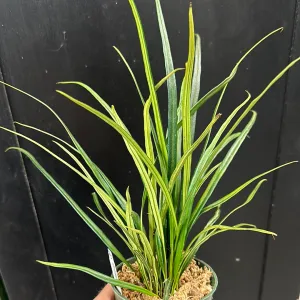 Elaphoglossum lanceolatum