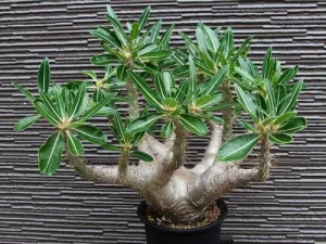 Pachypodium cactipes - Madagascan Palm - Rare African Succulent - 5 Seeds