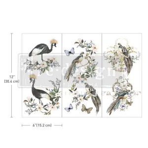 Rare Birds - Transfers