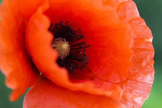 Rare Oriental Red Velvet Poppy Seeds