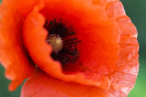 Rare Oriental Red Velvet Poppy Seeds