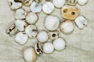 Rare Shell Hair Beads from Mali