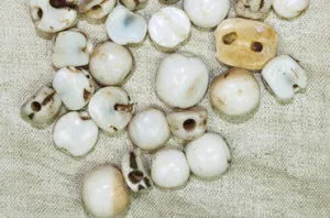 Rare Shell Hair Beads from Mali