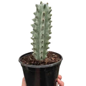 Succulent Cactus Ghost White Boobie