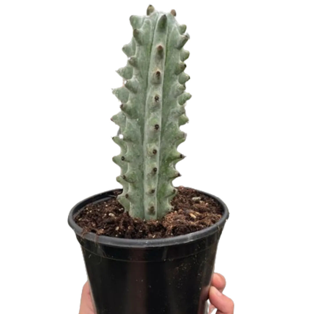 Succulent Cactus Ghost White Boobie